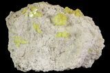 Sulfur Crystal Clusters on Matrix - Nevada #69146-2